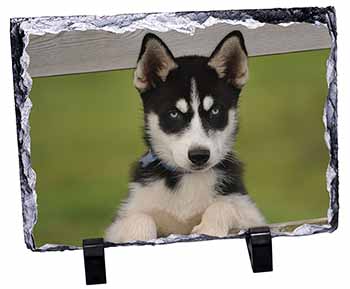 Husky Puppy Dog, Stunning Photo Slate
