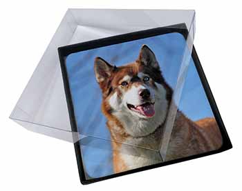 4x Red Husky Dog Picture Table Coasters Set in Gift Box