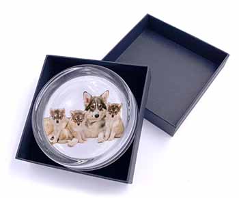 Utonagan Puppy Dogs Glass Paperweight in Gift Box