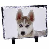 Siberian Husky, Stunning Photo Slate