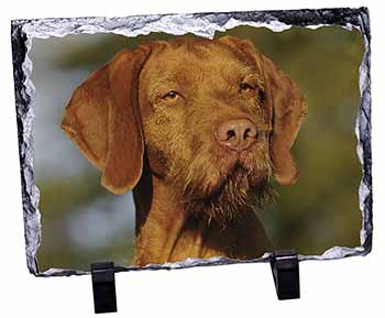 Hungarian Vizsla Wirehaired Dog, Stunning Photo Slate