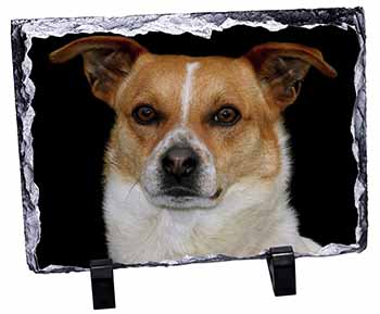 Jack Russell Terrier Dog, Stunning Photo Slate