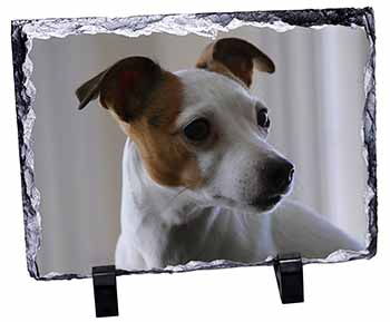 Jack Russell Terrier Dog, Stunning Photo Slate