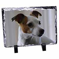 Jack Russell Terrier Dog, Stunning Photo Slate