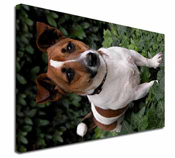 Jack Russell Terrier Dog Canvas X-Large 30"x20" Wall Art Print