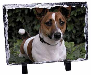 Jack Russell Terrier Dog, Stunning Photo Slate