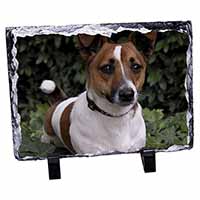 Jack Russell Terrier Dog, Stunning Photo Slate