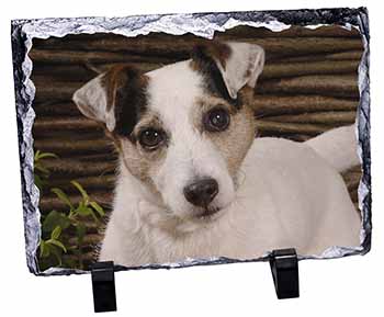 Jack Russell Terrier Dog, Stunning Photo Slate