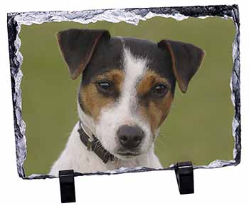 Jack Russell Terrier Dog, Stunning Photo Slate