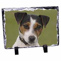 Jack Russell Terrier Dog, Stunning Animal Photo Slate
