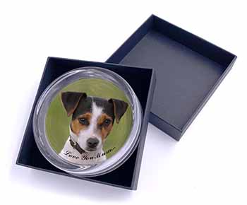 Jack Russell Terrier Dog 