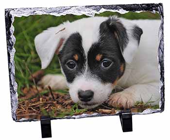 Jack Russell Puppy Dog, Stunning Photo Slate