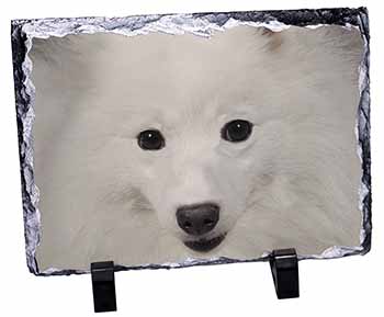 Japanese Spitz Dog, Stunning Photo Slate