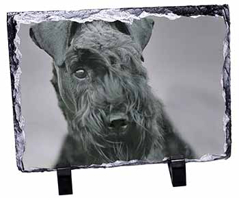 Kerry Blue Terrier Dog, Stunning Photo Slate