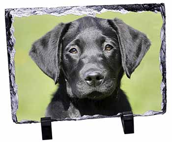 Black Labrador Puppy, Stunning Photo Slate