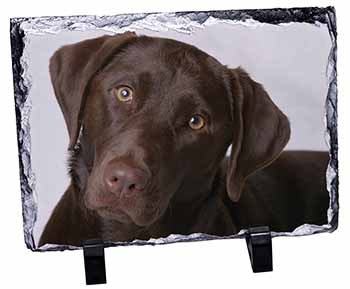 Chocolate Labrador, Stunning Photo Slate