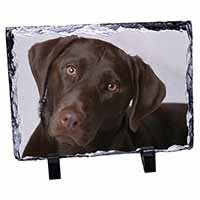 Chocolate Labrador, Stunning Photo Slate