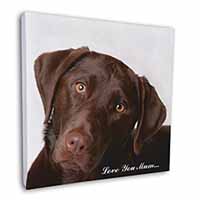 Chocolate Labrador 