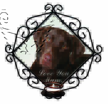 Chocolate Labrador 