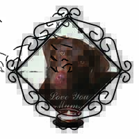 Chocolate Labrador 