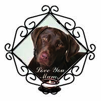 Chocolate Labrador 