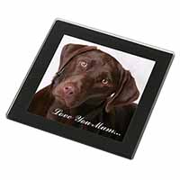 Chocolate Labrador 