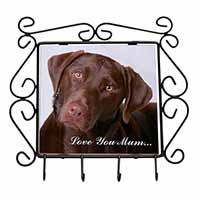 Chocolate Labrador 