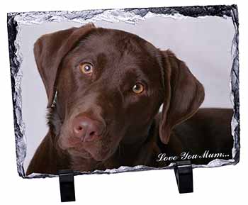 Chocolate Labrador 