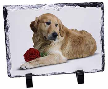 Golden Retriever with Red Rose, Stunning Photo Slate