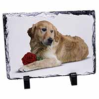Golden Retriever with Red Rose, Stunning Photo Slate