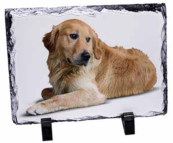 Golden Retriever Dog, Stunning Photo Slate