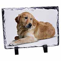 Golden Retriever Dog, Stunning Photo Slate