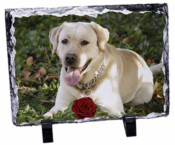 Yellow Labrador with Red Rose, Stunning Photo Slate