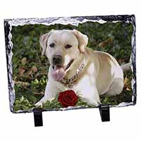 Yellow Labrador with Red Rose, Stunning Photo Slate