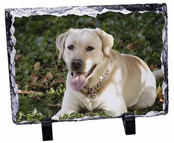 Yellow Labrador Dog, Stunning Photo Slate