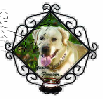 Yellow Labrador 