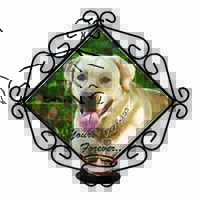 Yellow Labrador 