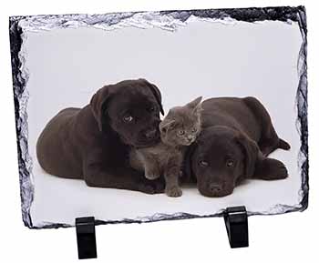 Black Labrador Dogs and Kitten, Stunning Photo Slate