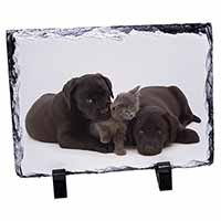 Black Labrador Dogs and Kitten, Stunning Photo Slate