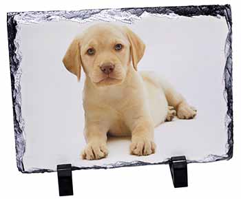 Yellow Labrador, Stunning Photo Slate