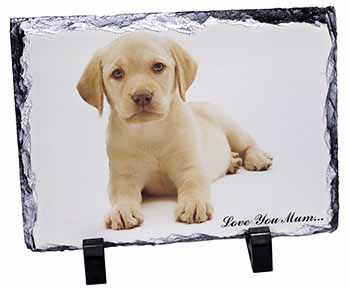 Yellow Labrador Pup 