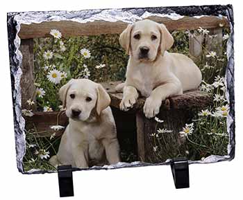 Yellow Labrador Puppies, Stunning Photo Slate