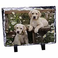 Yellow Labrador Puppies, Stunning Photo Slate