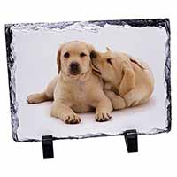 Yellow Labrador Dogs, Stunning Photo Slate