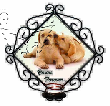 Labrador Puppies 