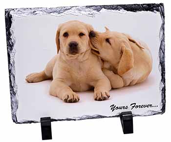 Labrador Puppies 