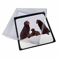 4x Chocolate Labrador Puppies Picture Table Coasters Set in Gift Box