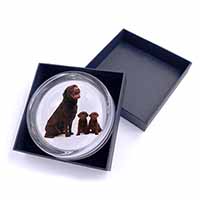 Chocolate Labrador Puppies Glass Paperweight in Gift Box