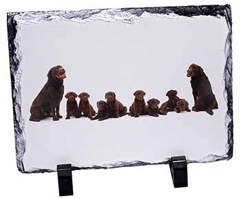 Chocolate Labrador Puppies, Stunning Photo Slate