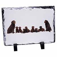 Chocolate Labrador Puppies, Stunning Photo Slate